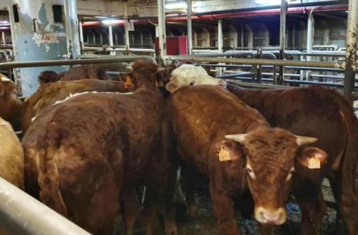 España condena a muerte de las 864 vacas del buque Karim Allahcondena tras indicar que no son aptas para el transporte a terceros países