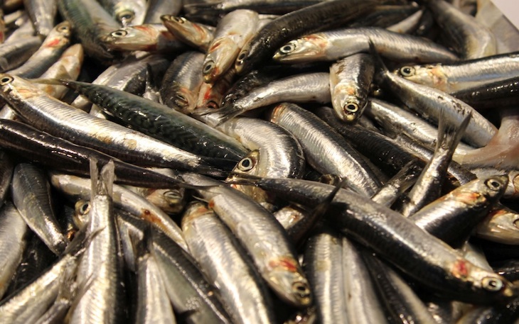 El cambio global afecta a la grasa y la salud del pescado azul