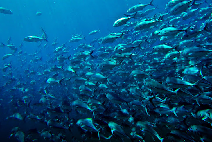 MSC ‘saca las uñas’ ante la afirmación de Bloom que les acusa de ‘fraude’