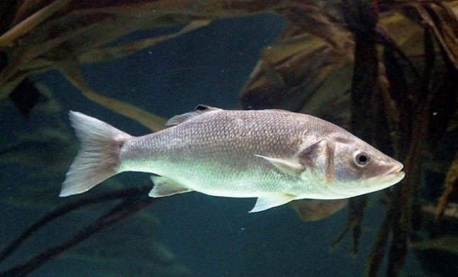 Un test predice el sexo de los peces