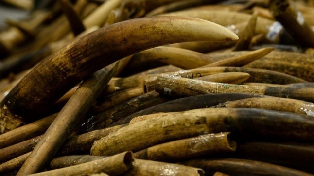 La trastienda del tráfico de marfil en África