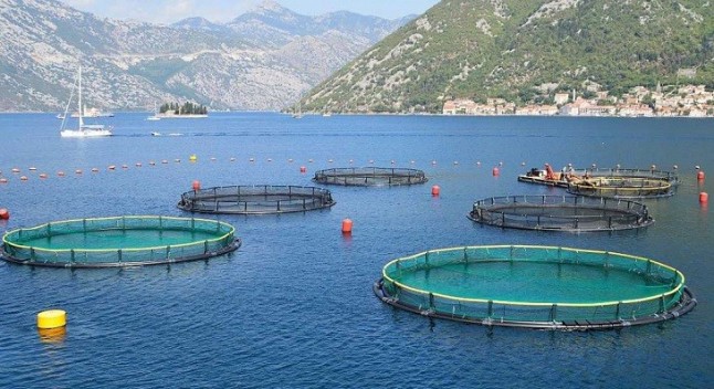 La acuicultura puede salvar al Planeta