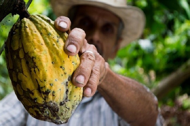 La iniciativa Cocoa Life en Brasil ayudará a combatir el cambio climático y garantizar un suministro sistenible de cacao