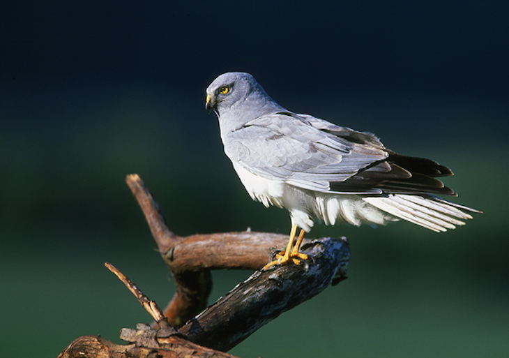 Los aguiluchos cenizos regresan a España