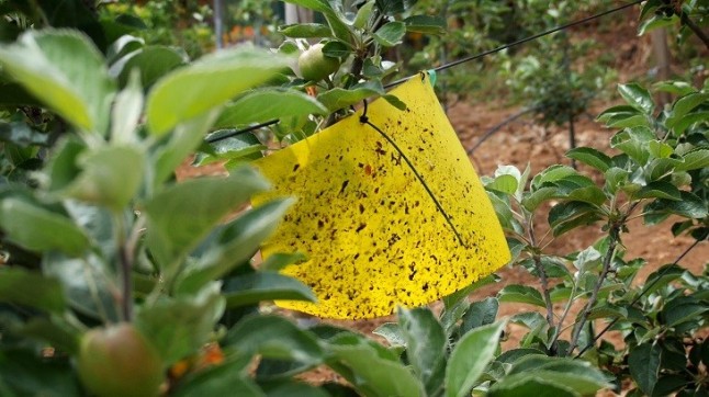 Combatir las plagas en la agricultura con feromonas de insectos