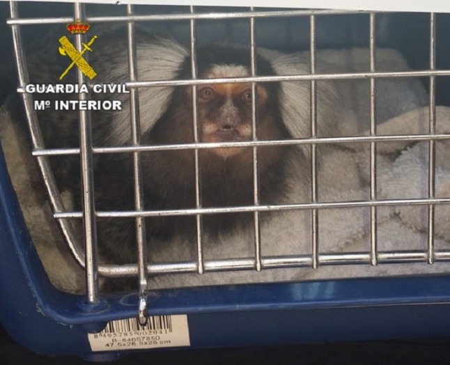 Denunciado el propietario de un mono tití que carecía de documentación en Carcabuey (Córdoba)