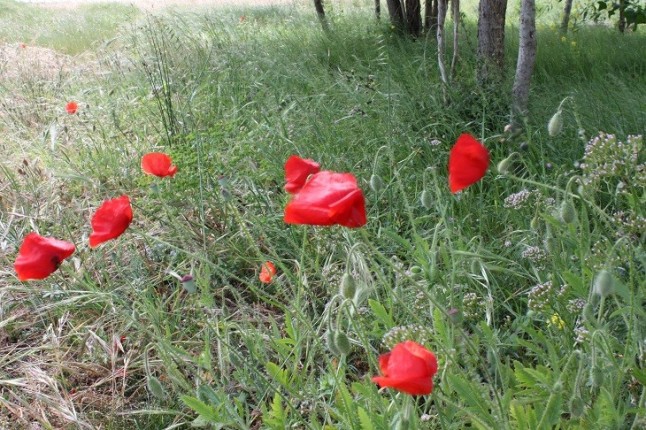 Los retos de futuro para el medio ambiente gallego