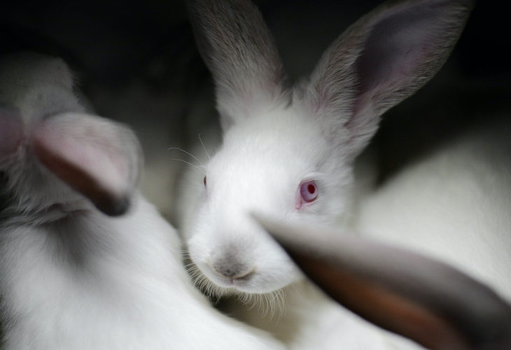 Un comisario europeo de bienestar animal es de ‘urgente’ nombramiento