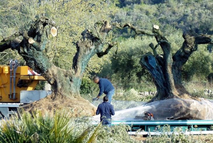 Catalunya puede y debe tener una ‘ley de protección arbórea’