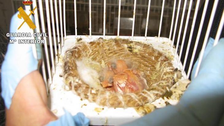 Cantabria. Un sujeto utiliza medios ilegales para capturar aves