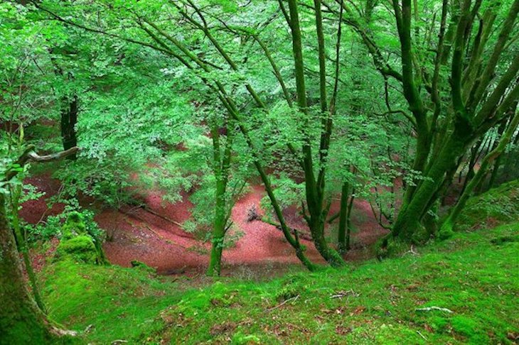 La recuperación plena de ecosistemas degradados puede durar siglos