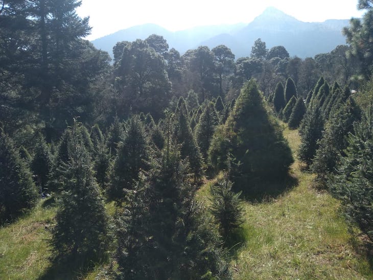 México. Publica Semarnat nueva NOM-013 para un mayor control de plagas en árboles de Navidad importados