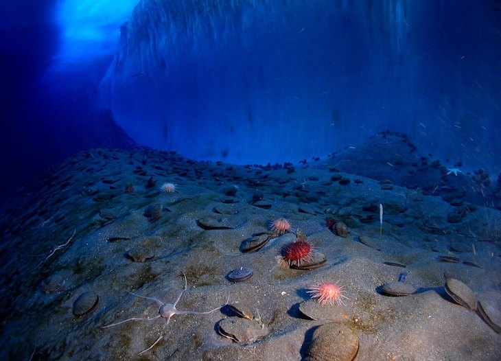 Qué hay detrás de los ecosistemas acuáticos