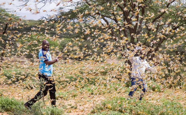 Y si la plaga de langostas que afecta a África llega a España