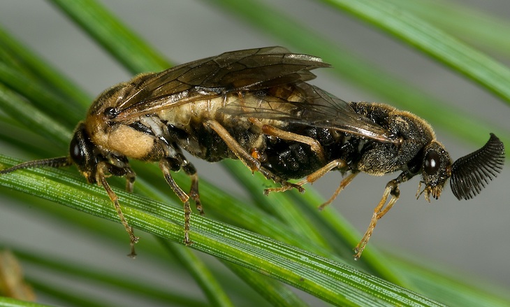 Los pinos detectan las feromonas sexuales de los insectos y se previenen contra las plagas