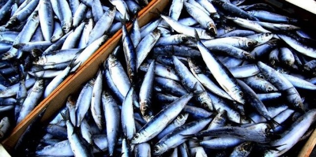 El Gobierno quiere llevar a la extinción a la sardina ibérica