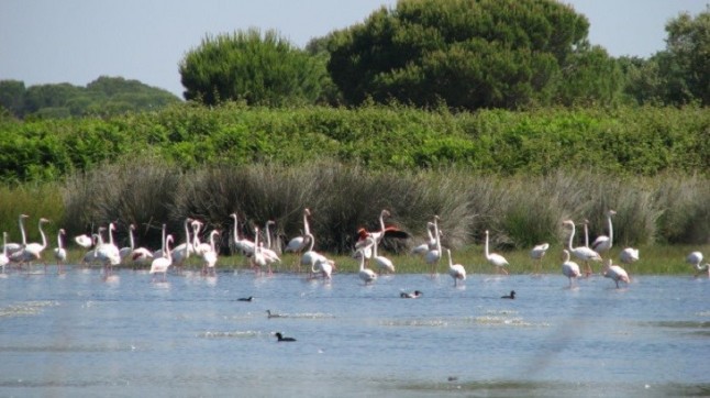 Éxito reproductor sin precedentes de las aves acuáticas en la Laguna de Medina (Cádiz)