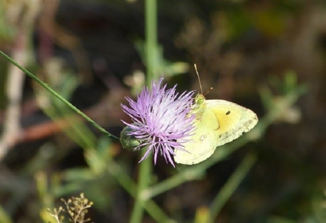 Plan de conservación de 19 especies de la flora de Ibiza y Formentera