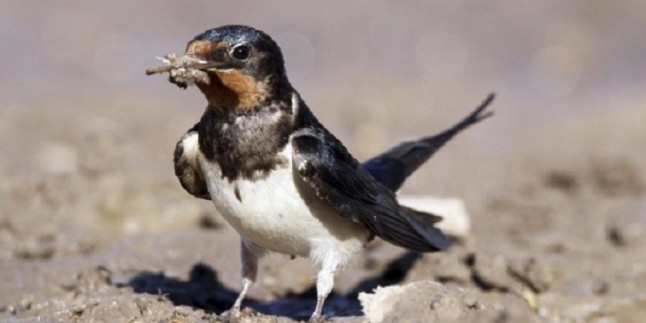 SEO/BirdLife denuncia 36 casos de destrucción de nidos de especies protegidas en los últimos siete años