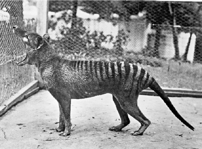 Primer atlas de mamíferos vivos y extinguidos por los humanos