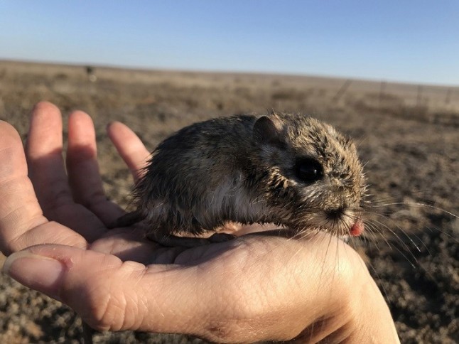 El redescubrimiento de la rata canguro de San Quintín