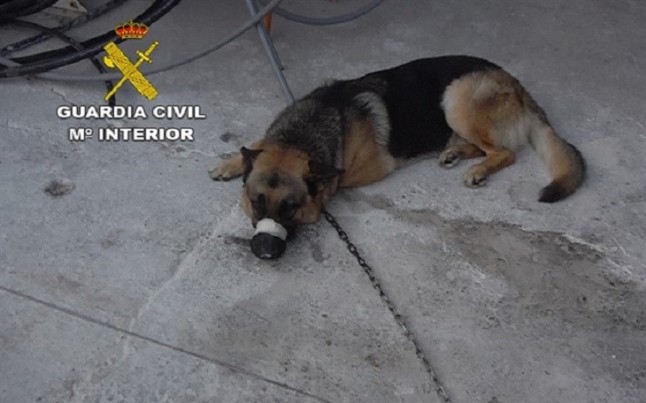 Investigada por tener dos perros con el hocico encintado en Ingenio (Gran Canaria) para evitar que ladrasen