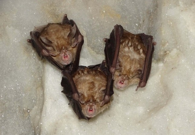 ANSE protege poblaciones de murciélagos mediante la compra de una Zona de Especial Conservación en la Región de Murcia.