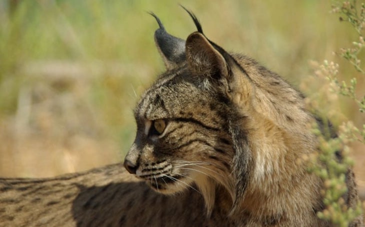 Dos linces atropellados en el entorno de Doñana (Huelva)