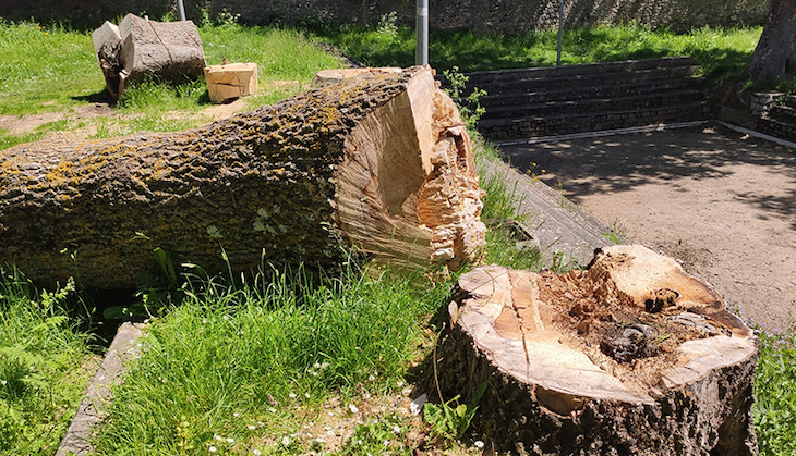 Polémica sobre los fresnos talados en Reinosa