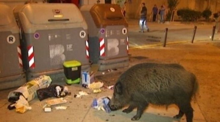 La recolonización de la fauna en las ciudades es un hecho ‘puntual’