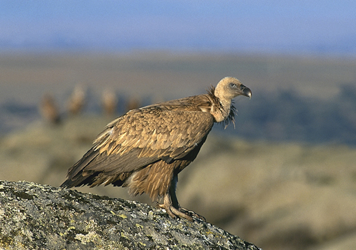 Los buitres en áreas con presencia humana tienen mayores índices de mortalidad