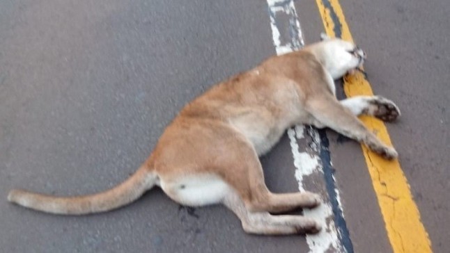 Argentina: Atropellaron y mataron a un puma en una reserva de Misiones