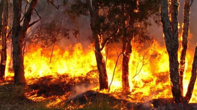 Informe TOP10 sobre los incendios forestales