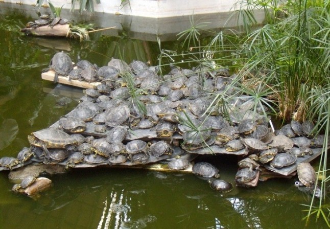 Las 300 tortugas abandonadas en el estanque de la estación de Atocha a salvo