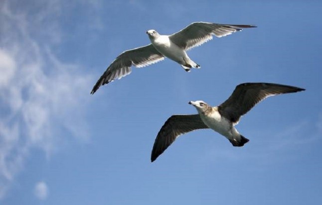 Investigado por degollar dos aves en la vía pública en un ritual de santería en el sur de Gran Canaria
