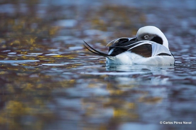 WWF en la exposición de fotografía de naturaleza más prestigiosa del mundo
