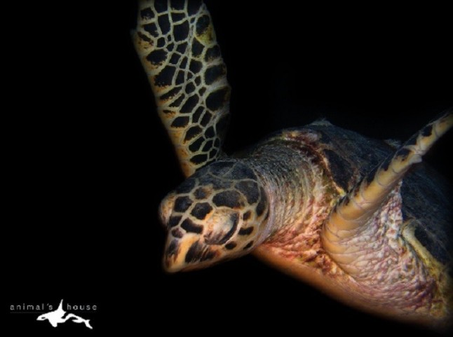Día Mundial de los Océanos Liberando tortugas en la Reserva Marina de Islas Columbretes