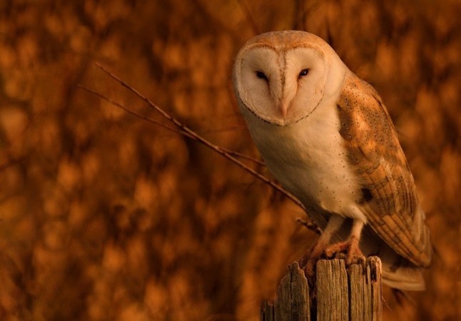 La situación de la lechuza común no solo no ha mejorado si no que ha empeorado