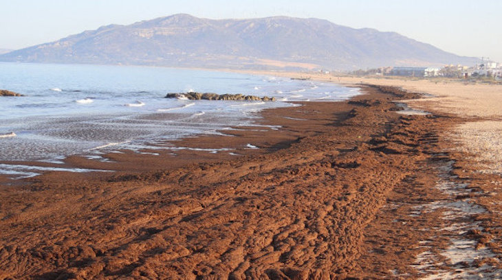 La Rugulopterix okamurae se calificará como alga invasora
