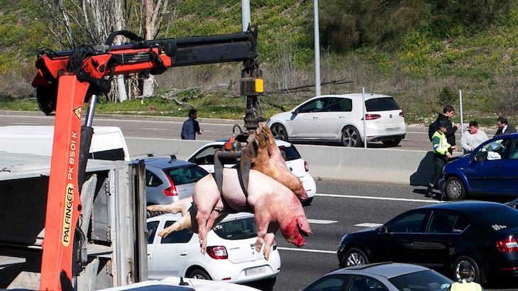 Los animales heridos en accidentes de tráfico dejados de la ‘Mano de Dios’