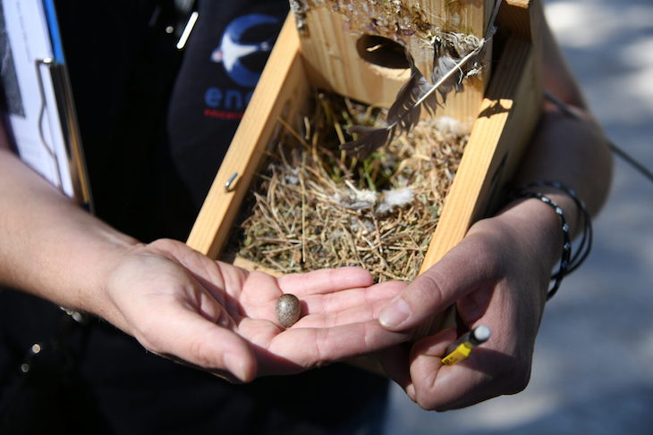Implementan en la capital de España 360 cajas nido de aves insectívoras