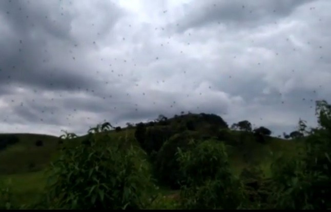 Una lluvia de arañas en Brasil sorprende a un videoaficionado que filmó el espectacular evento