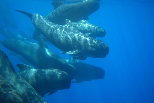 El Ministerio para la Transición Ecológica refuerza los mecanismos de cooperación con las comunidades autónomas litorales para avanzar hacia un nuevo modelo de gestión marina