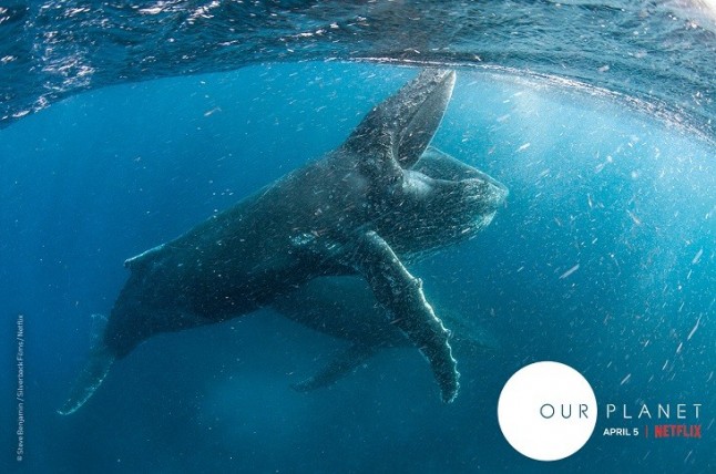 Se estrena el teaser de la nueva serie documental sobre naturaleza Nuestro Planeta