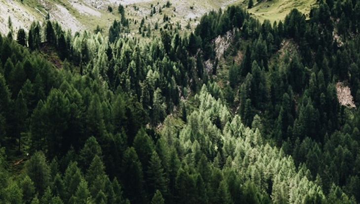 Los nuevos bosques de Europa