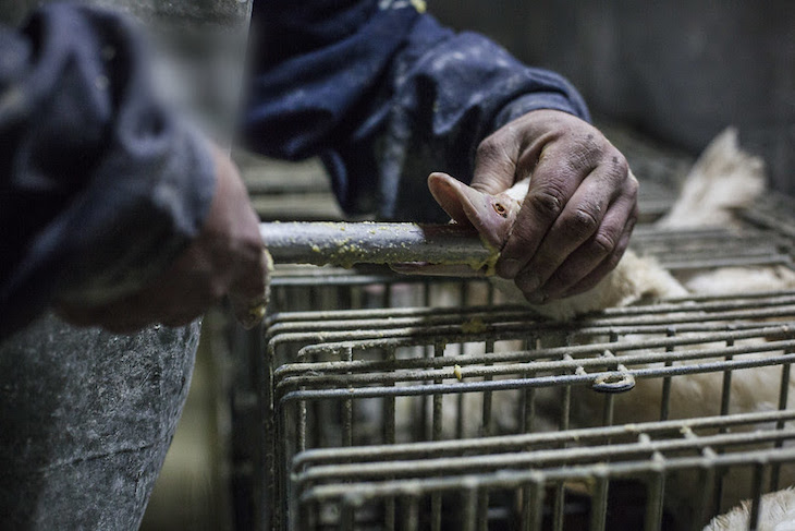 Se organizan protestas para que se prohíba la producción de fuagrás