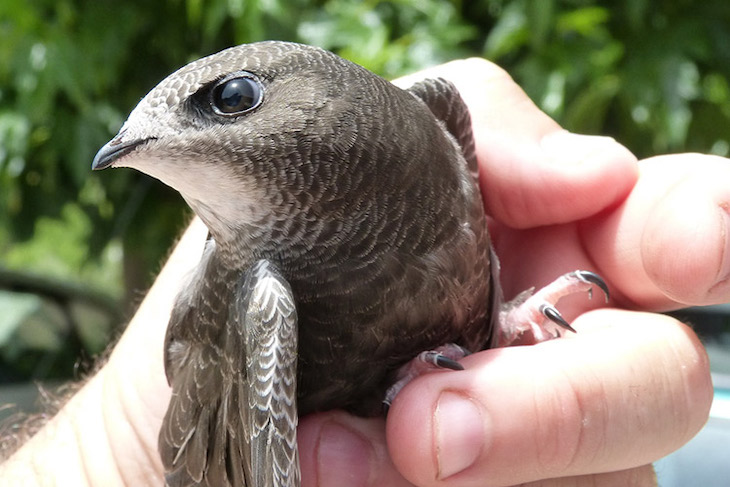 Quieres seguir a los vencejos