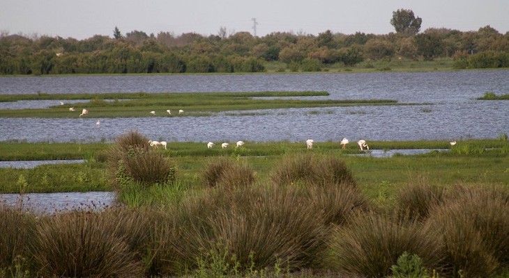 Las ‘injustificables’ fuentes de contaminación por nitratos en agua superficial vertiente a Doñana