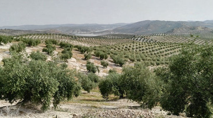 Se puede fomentar la fertilización del olivar basada en la economía circular
