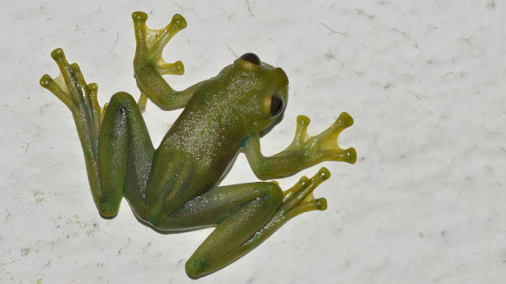Estas ranas de cristal bailan para atraer la atención de las hembras en un hábitat ruidoso